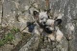 SKYE TERRIER 067